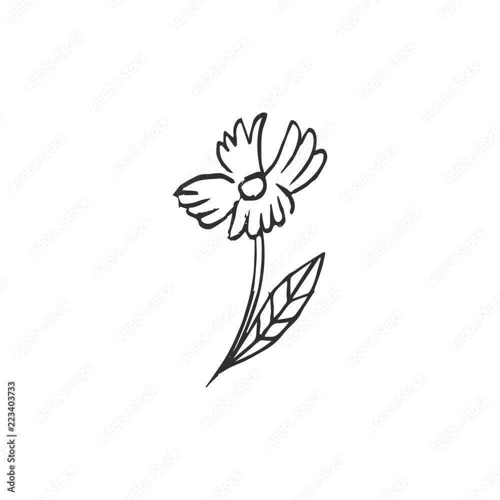 flower isolated on white background, vector illustration