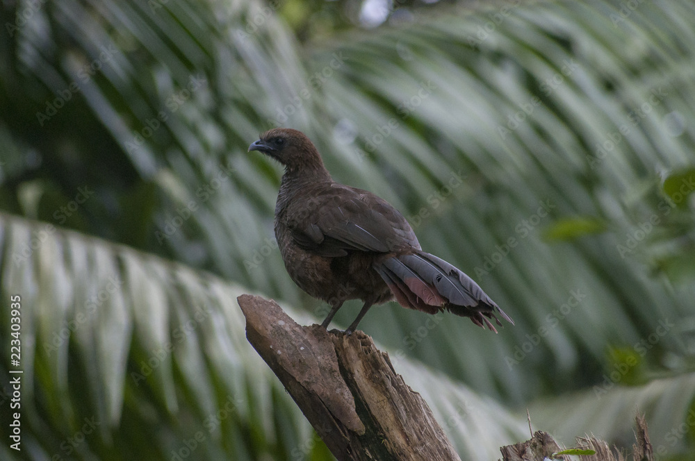Fototapeta premium Aracuã
