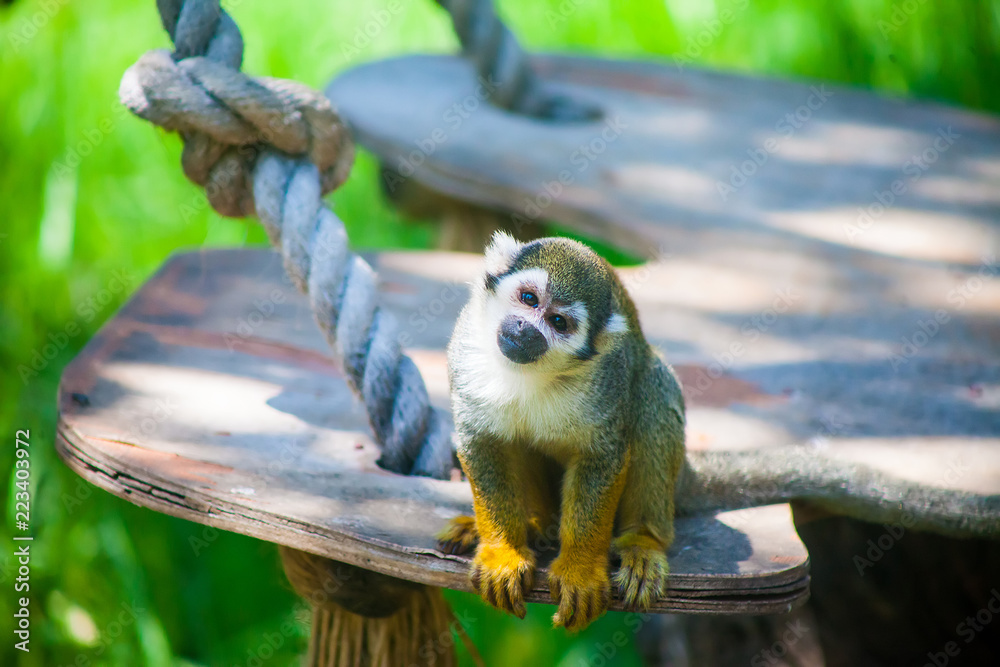 Obraz premium Funny squirrel monkey