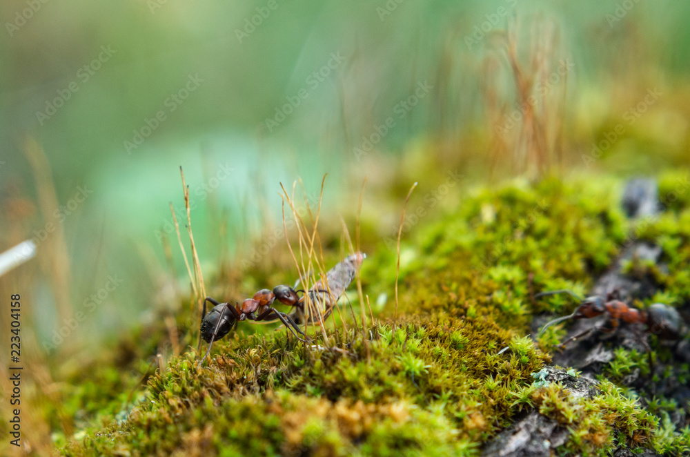 Ant carrying a spider