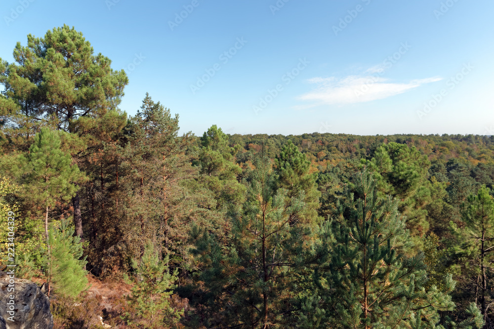 Trois pignons forest in the French Gâtinais regional nature park Trois pignons forest in the French Gâtinais regional nature park