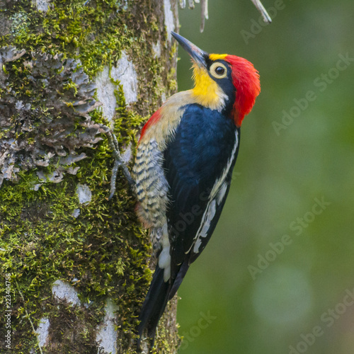 Benedito-da-testa-amarela(Melanerpes flavifrons) photo