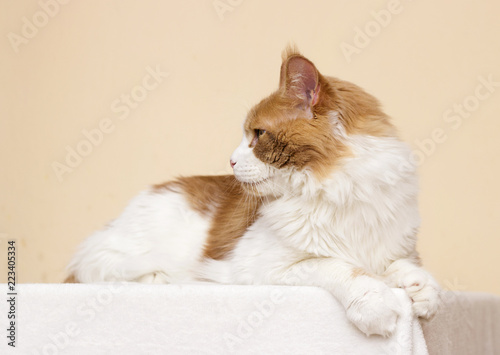 red adult cat breed Maine Coon