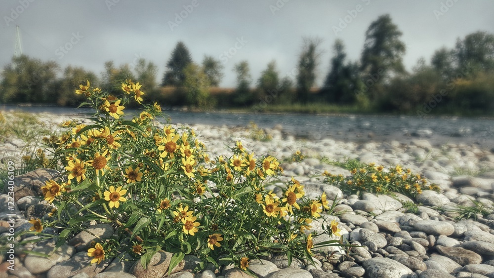 Fototapeta premium Riverbank Flowers