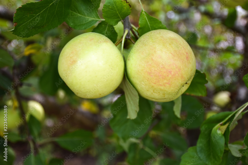 Growing delicious ripe apples closeup