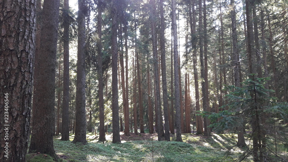 trees in forest trees in forest