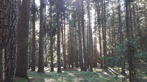 trees in forest
