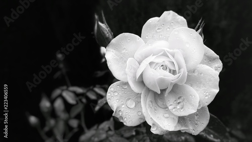 Foto High Contrast Rose in the Rain