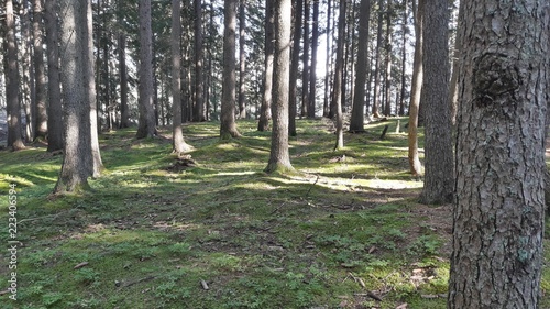 forest