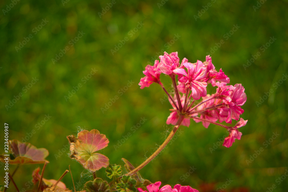 Pink flowers of geranium. Pink flowers of geranium.