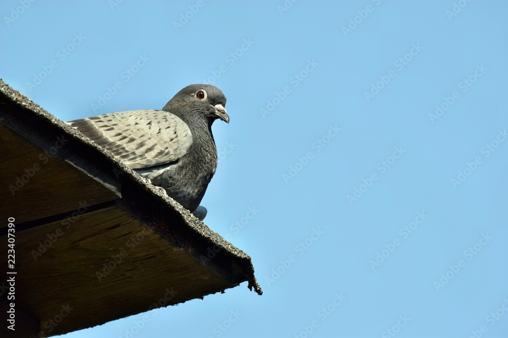 Obraz premium Beautiful pigeon bird