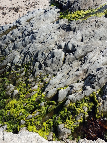 Grey Shoreline Rocks with Green Seaweed Growth Background