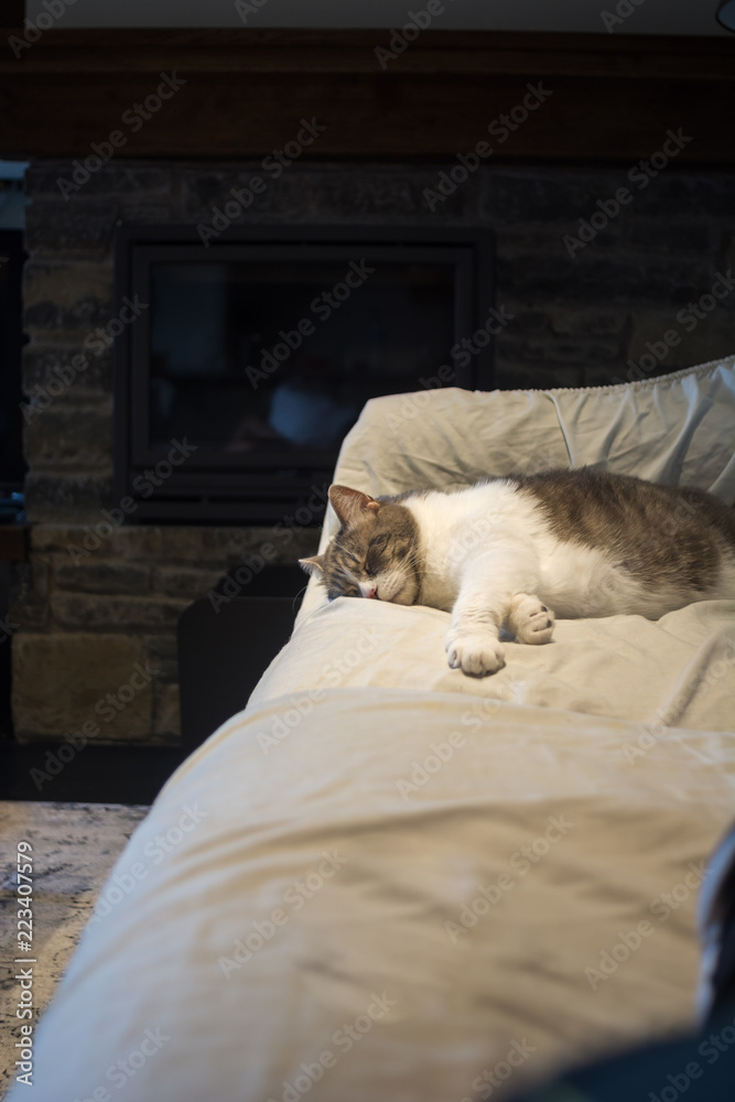 Charming sleeping cat on bed Charming sleeping cat on bed