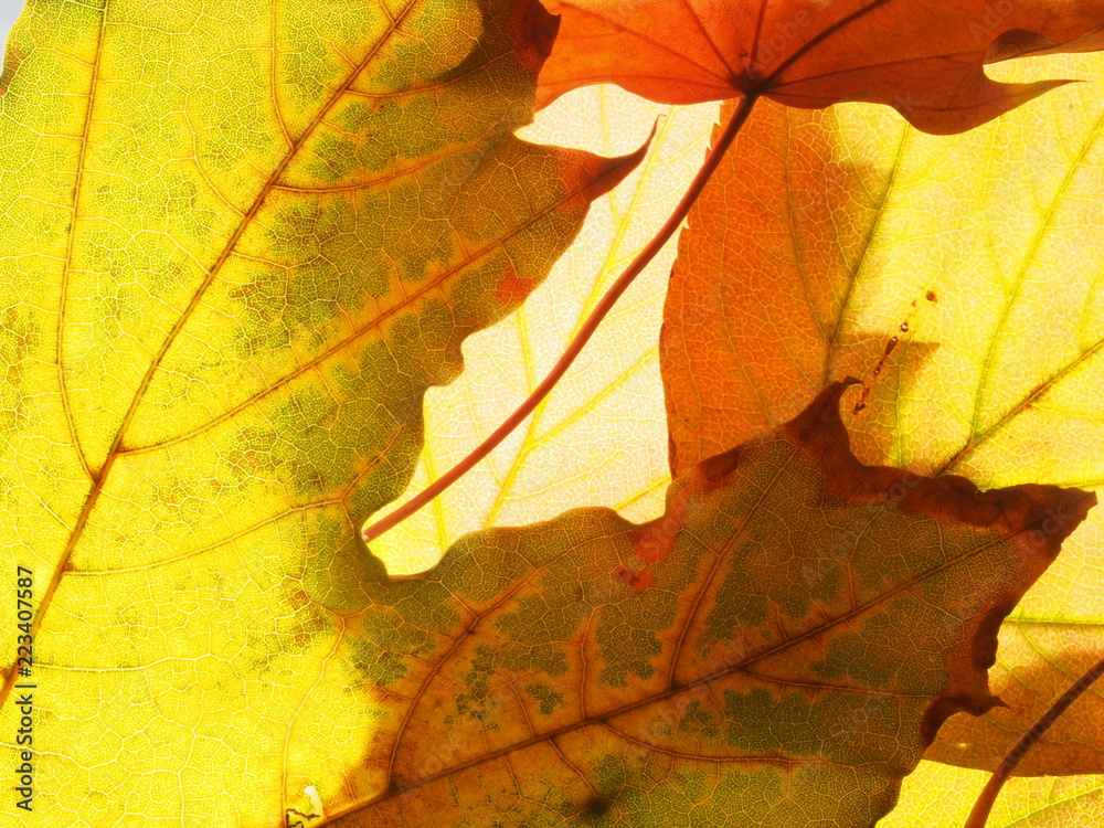 Fallen autumn maple leaves on the lumen. Texture.
