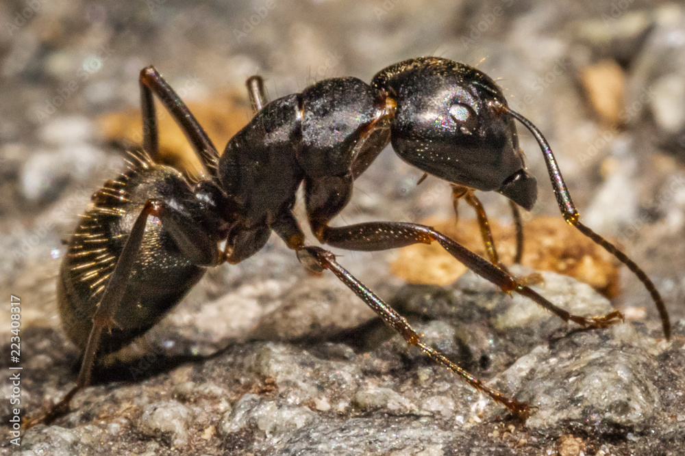 Fototapeta premium Ant