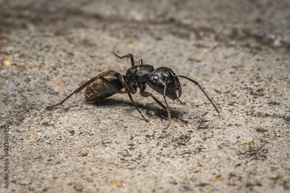 Ant Ant