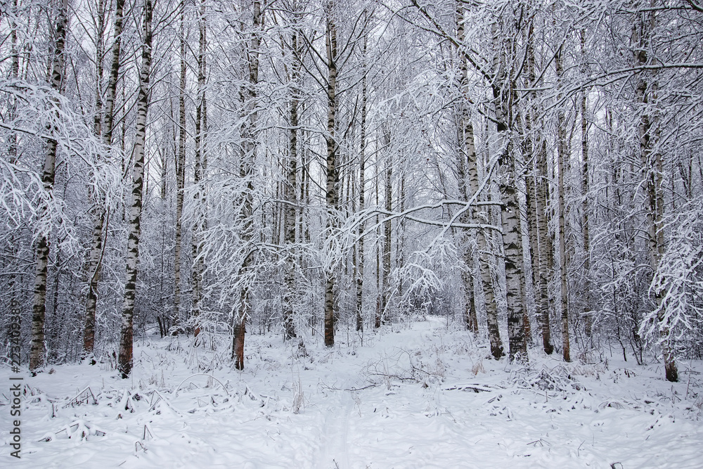 winter forest landscape sunlight and snow winter forest landscape sunlight and snow