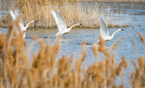 Fototapeta Naklejka Na Ścianę i Meble -  Tundra Swan