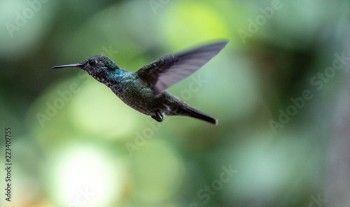 Versicolored Emerald (Amazilia versicolor) hummingbird in flight. Puerto Iguazu , Misiones, Argentina