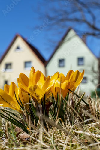 Fototapeta Naklejka Na Ścianę i Meble -  Yellow blossoms of crocuses (Colchicum autumnale) on a meadow in the sunshine in front of blurred houses.
