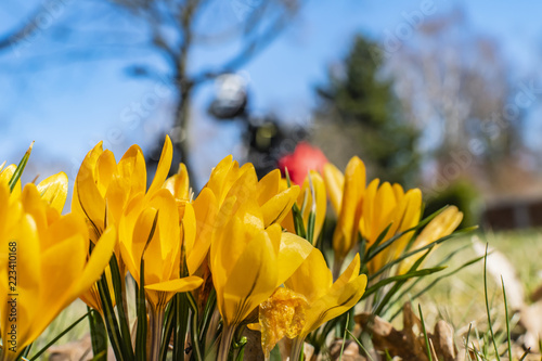 Fototapeta Naklejka Na Ścianę i Meble -  Yellow blossoms of crocuses (Colchicum autumnale) on a meadow with sunshine and blue sky. Unfocussed bicycle in the background of the photo.
