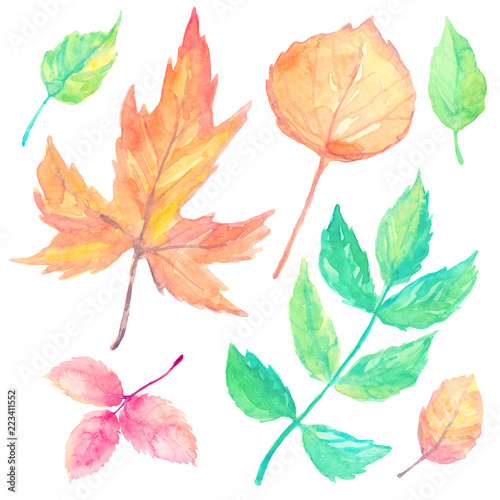set of cartoon watercolor fallen autumn leaves tree maple isolated on white background