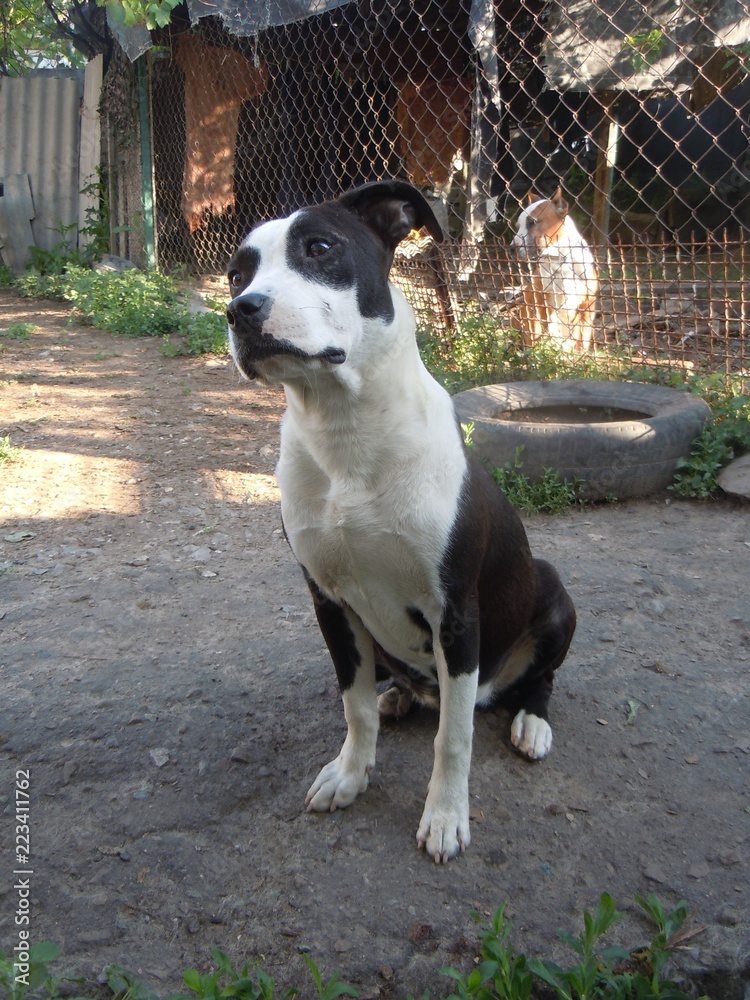 american staffordshire terrier