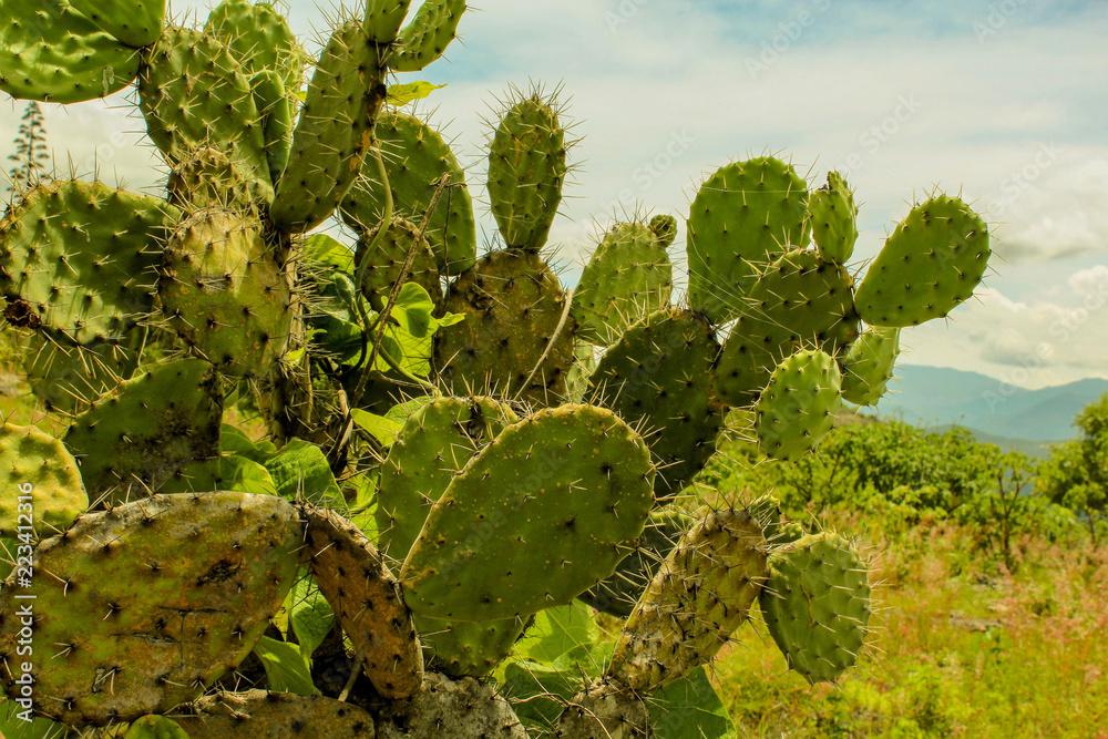 Nopalera en Hierve el Agua Oaxaca México Nopalera en Hierve el Agua Oaxaca México