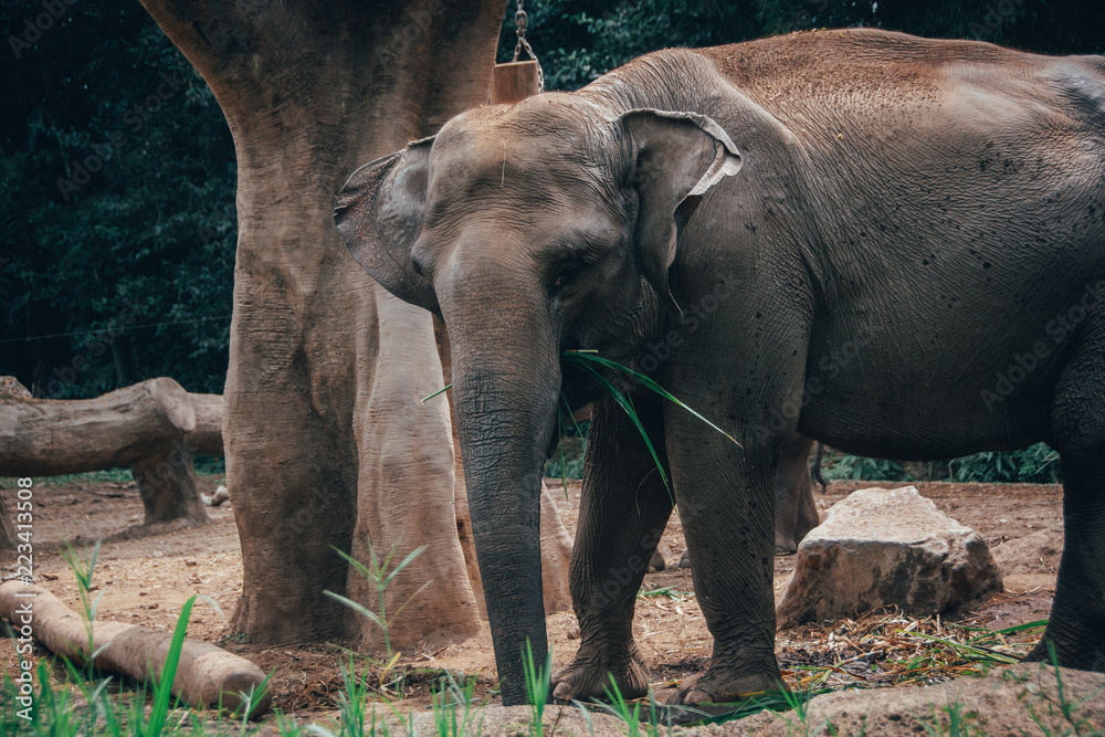 Fototapeta premium Elephantastic 