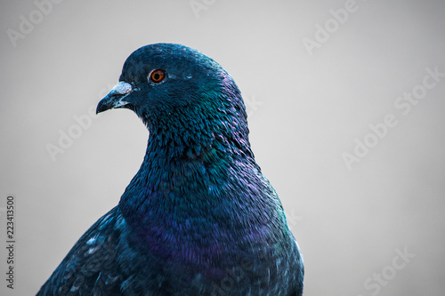 Portrait of a pigeon is close