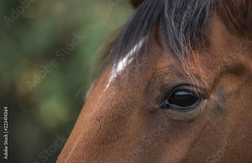 Gentle eye of a brown horse