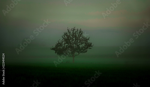 Sonne Wald Nebel Herbst Baum Sonnenstrahlen Fr  h 