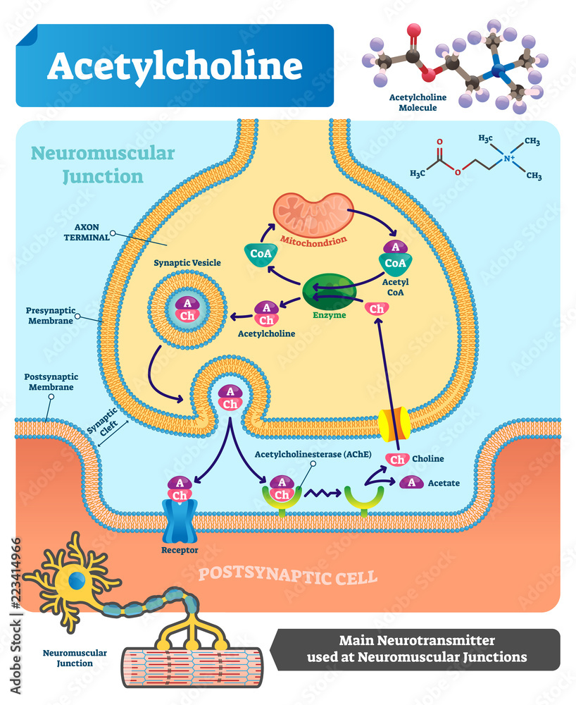 Naklejka premium Acetylcholine vector illustration. Labeled scheme with neurotransmitter.