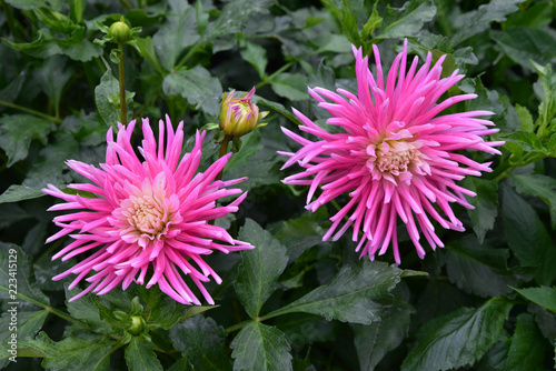 Fototapeta Naklejka Na Ścianę i Meble -  Dahlia rose au jardin
