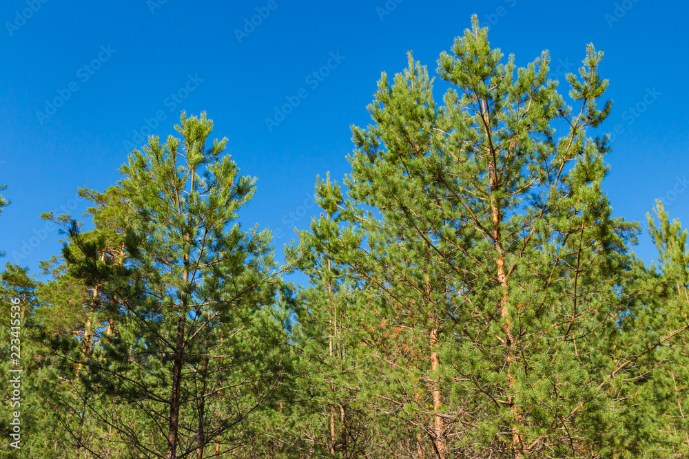 Young pines at forest against the blue sky, summer. Russian nature.