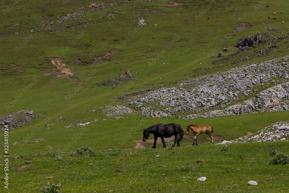 Horse family Horse family