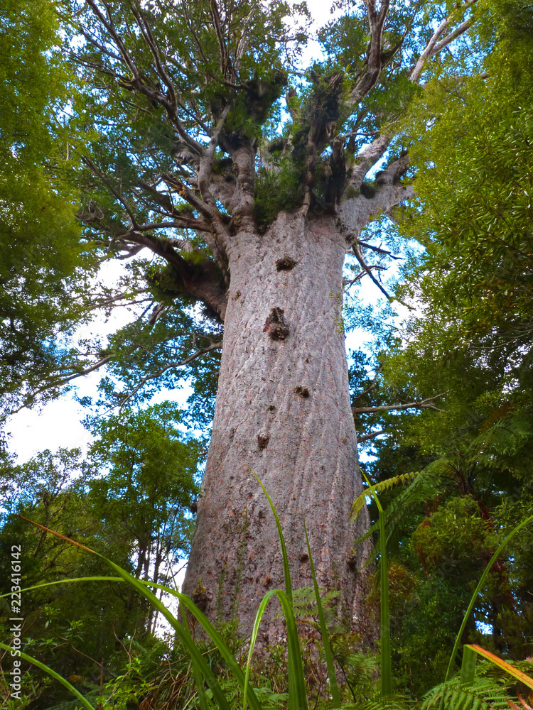 Naklejka premium Tane Mahuta the biggest kauri tree in the world (Agathis australis), Waipoua forest, New Zealand