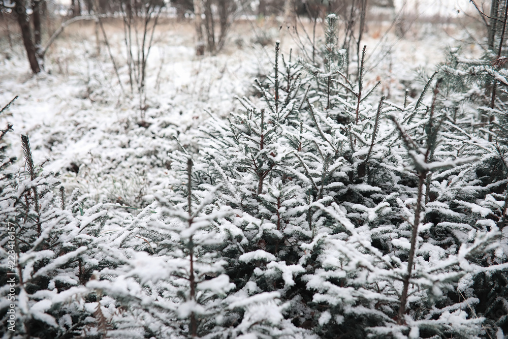 Winter forest. Landscape of winter forest on a sunny day. Snow-c Winter forest. Landscape of winter forest on a sunny day. Snow-c