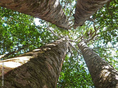 Four Sisters kauri tree (Agathis australis), Waipoua Forest, New Zealand photo