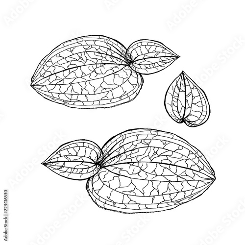 Anoectochilus calcareus orchids leaves by hand drawing. Orchids leaves  on white photo