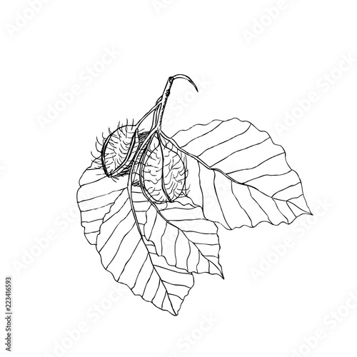 Tablou pe pânză Beech branch with leaves and fruits