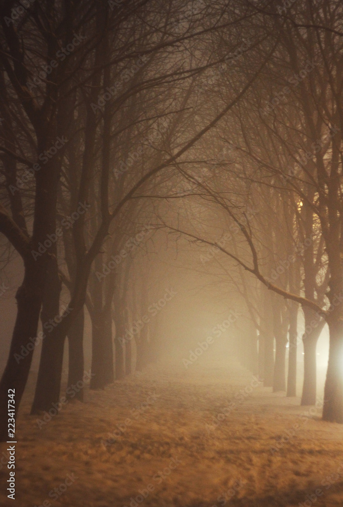 Obraz premium an alley with trees in a winter fog