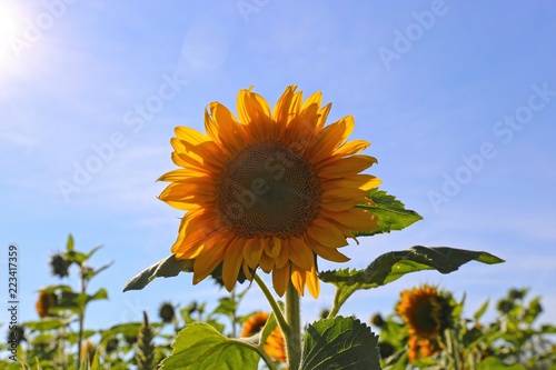 Fototapeta Naklejka Na Ścianę i Meble -  Sonnenblume im Gegenlicht vor blauem Himmel