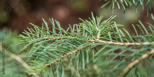 Close-up photo of fir branch