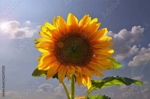 Fototapeta Naklejka Na Ścianę i Meble -  Sonnenblume im Gegenlicht vor blauem Himmel
