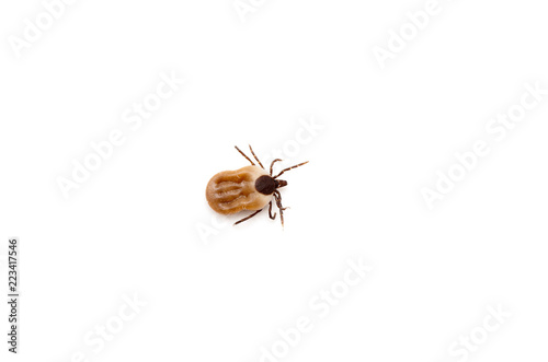 health danger - disease-carrier ticks © nata777_7