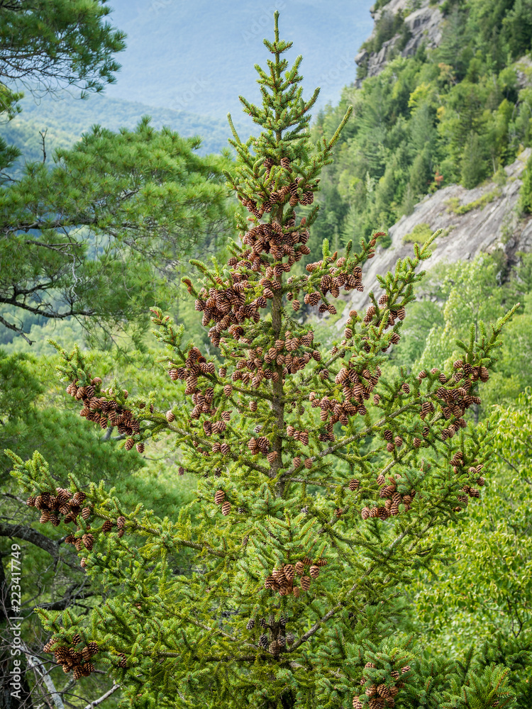 Close-up photo of fir branch