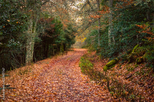 Autumn landscape road with brown fallen leaves and fog