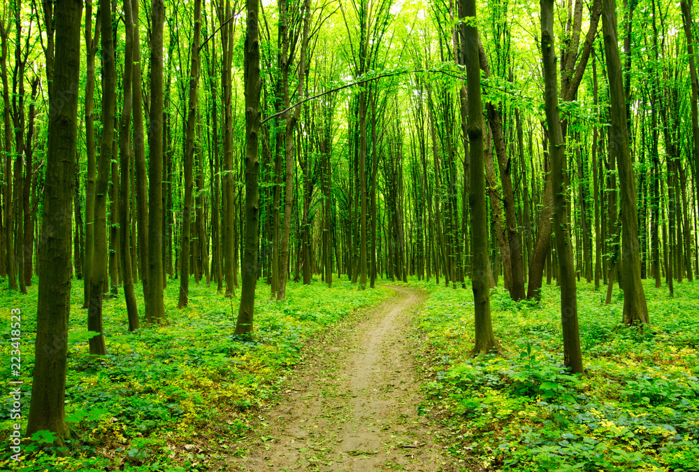 Path in green forest Path in green forest