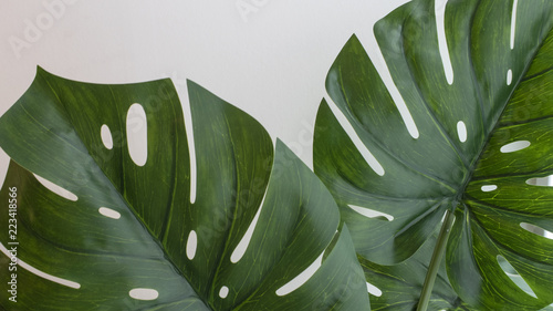 hojas tropicales en fondo blanco.